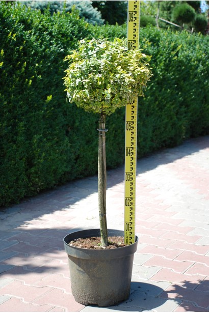 Бруслина Форчуна Емеральд енд Голд на штамбі | Бересклет Форчуна Эмеральд энд Голд на штамбе | Euonymus fortunei Emerald n Gold on stambe